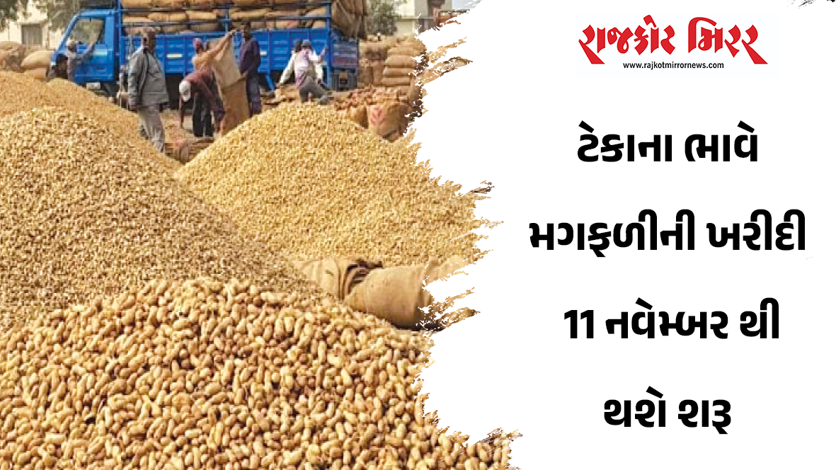 ટેકાના ભાવે મગફળીની ખરીદી 11 નવેમ્બર થી થશે શરૂ